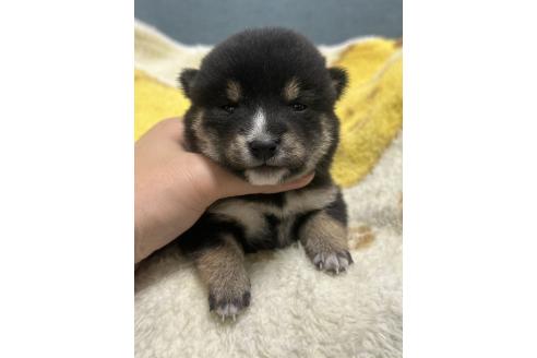 販売中の岡山県の豆柴-388448の6枚目