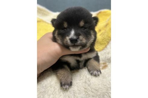 販売中の岡山県の豆柴-388448の4枚目