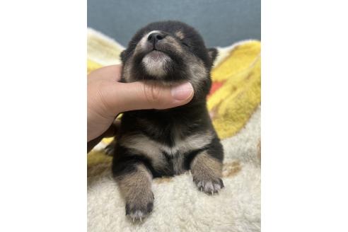 販売中の岡山県の豆柴-388448の3枚目