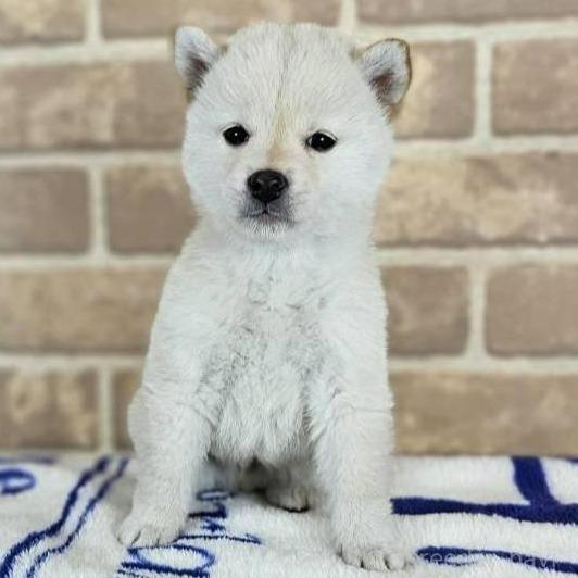 販売中の和歌山県の豆柴-388456の2枚目