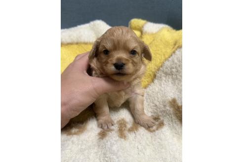 成約済の岡山県のチワプー:チワワ×トイプードル-387580の5枚目