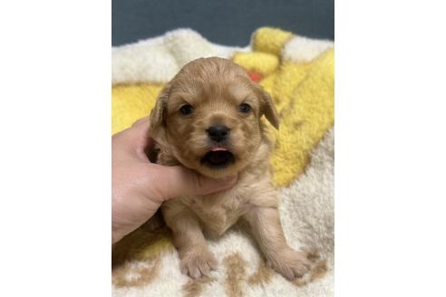 成約済の岡山県のチワプー:チワワ×トイプードル-387580の4枚目
