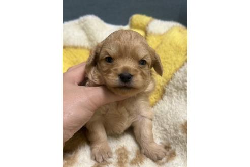 成約済の岡山県のチワプー:チワワ×トイプードル-387580の3枚目