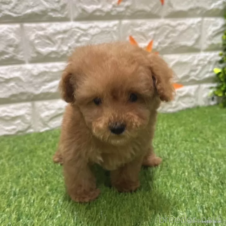 成約済の愛知県のトイプードル-386665の1枚目