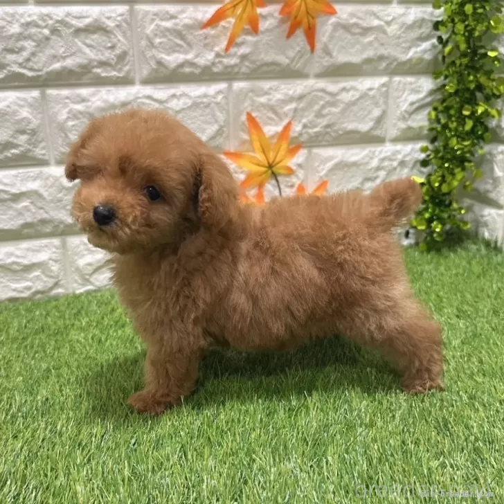 成約済の愛知県のトイプードル-386665の5枚目