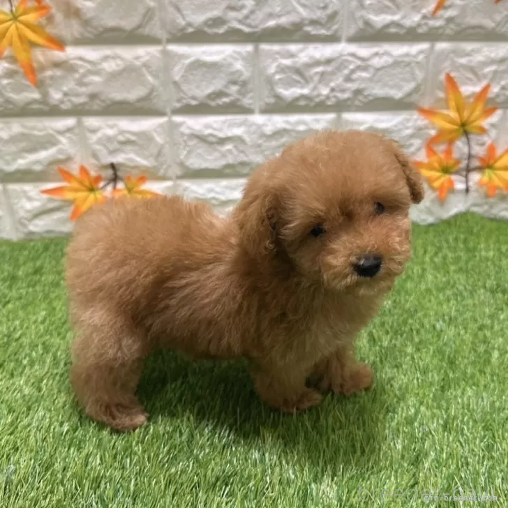 成約済の愛知県のトイプードル-386665の4枚目