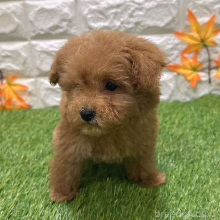 成約済の愛知県のトイプードル-386665の3枚目