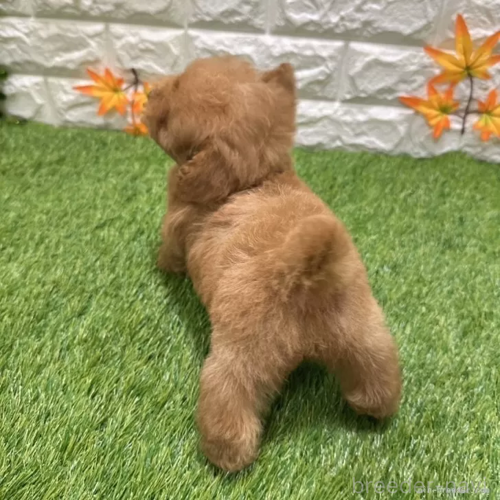 成約済の愛知県のトイプードル-386665の2枚目