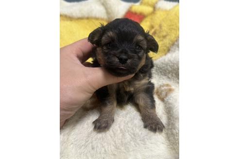 販売中の岡山県のチワプー:チワワ×トイプードル-387578の8枚目