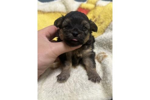 販売中の岡山県のチワプー:チワワ×トイプードル-387578の7枚目