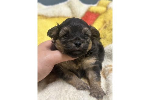 販売中の岡山県のチワプー:チワワ×トイプードル-387578の6枚目