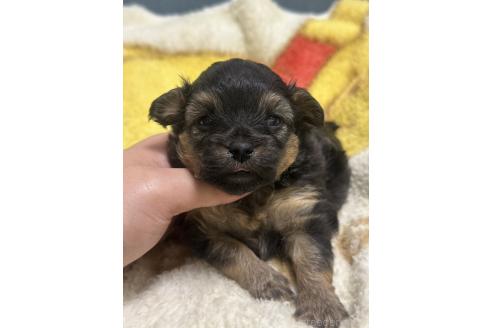 販売中の岡山県のチワプー:チワワ×トイプードル-387578の4枚目