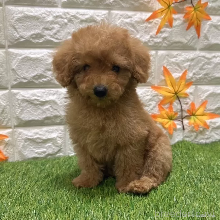 成約済の愛知県のトイプードル-386664