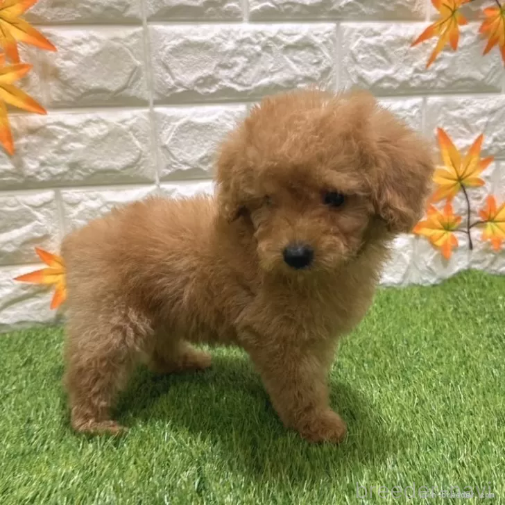 成約済の愛知県のトイプードル-386664の5枚目