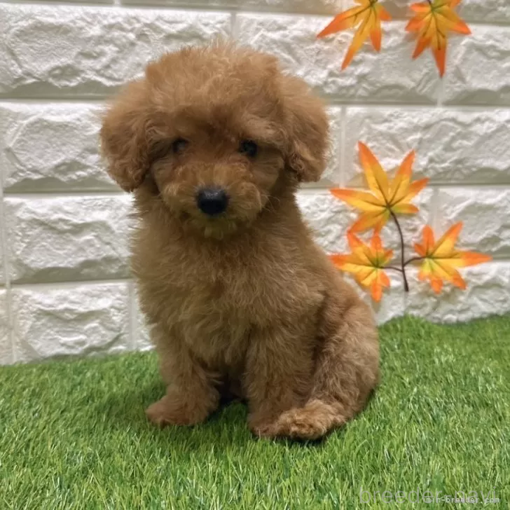 成約済の愛知県のトイプードル-386664の4枚目