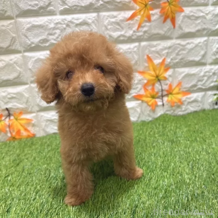 成約済の愛知県のトイプードル-386664の3枚目