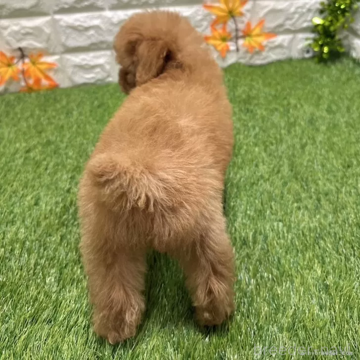 成約済の愛知県のトイプードル-386664の2枚目