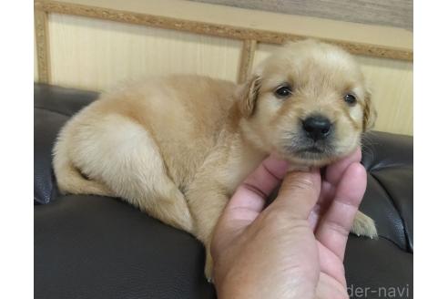 販売中の鹿児島県のゴールデンレトリーバー-388472の12枚目