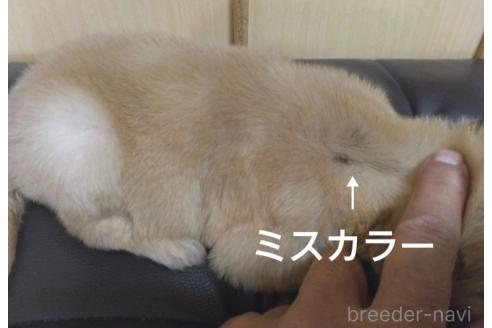 販売中の鹿児島県のゴールデンレトリーバー-388475の19枚目