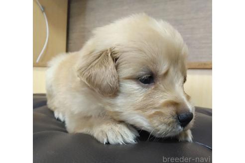 販売中の鹿児島県のゴールデンレトリーバー-388475の15枚目