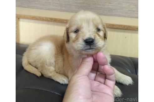 販売中の鹿児島県のゴールデンレトリーバー-388475の14枚目