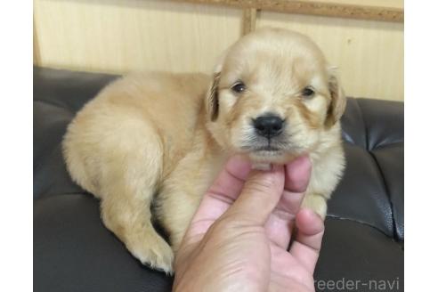 販売中の鹿児島県のゴールデンレトリーバー-388475の9枚目