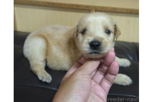 販売中の鹿児島県のゴールデンレトリーバー-388478の14枚目