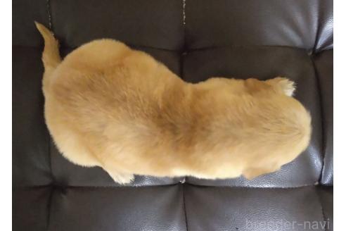 販売中の鹿児島県のゴールデンレトリーバー-388478の11枚目