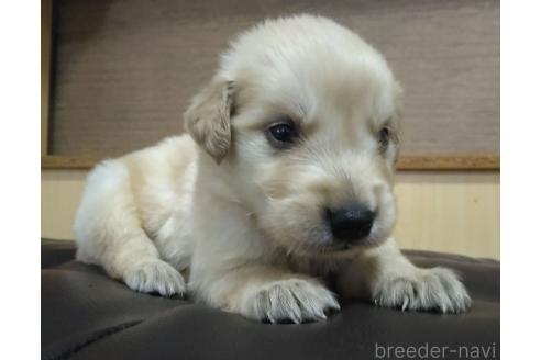販売中の鹿児島県のゴールデンレトリーバー-388479の15枚目