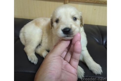 販売中の鹿児島県のゴールデンレトリーバー-388479の12枚目