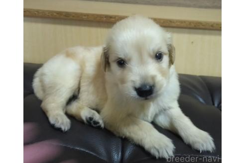 販売中の鹿児島県のゴールデンレトリーバー-388479の11枚目