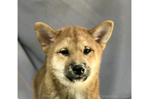 販売中の埼玉県の柴犬-388482の1枚目