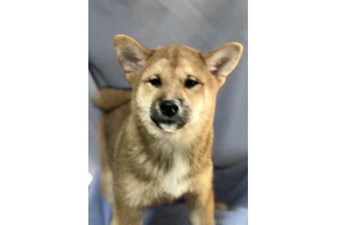 販売中の埼玉県の柴犬-388482の6枚目