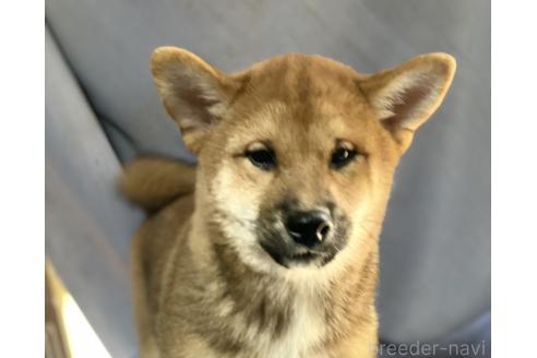 販売中の埼玉県の柴犬-388482の5枚目