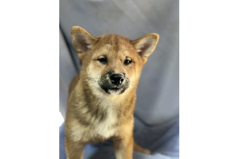 販売中の埼玉県の柴犬-388482の4枚目