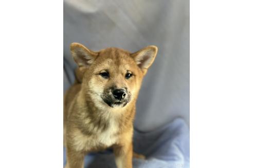 販売中の埼玉県の柴犬-388482の3枚目