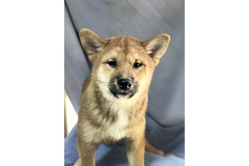 販売中の埼玉県の柴犬-388482の2枚目