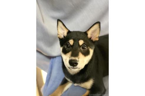 販売中の埼玉県の柴犬-370321の4枚目