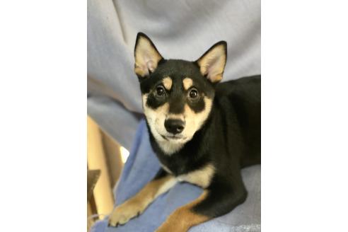 販売中の埼玉県の柴犬-370321の3枚目