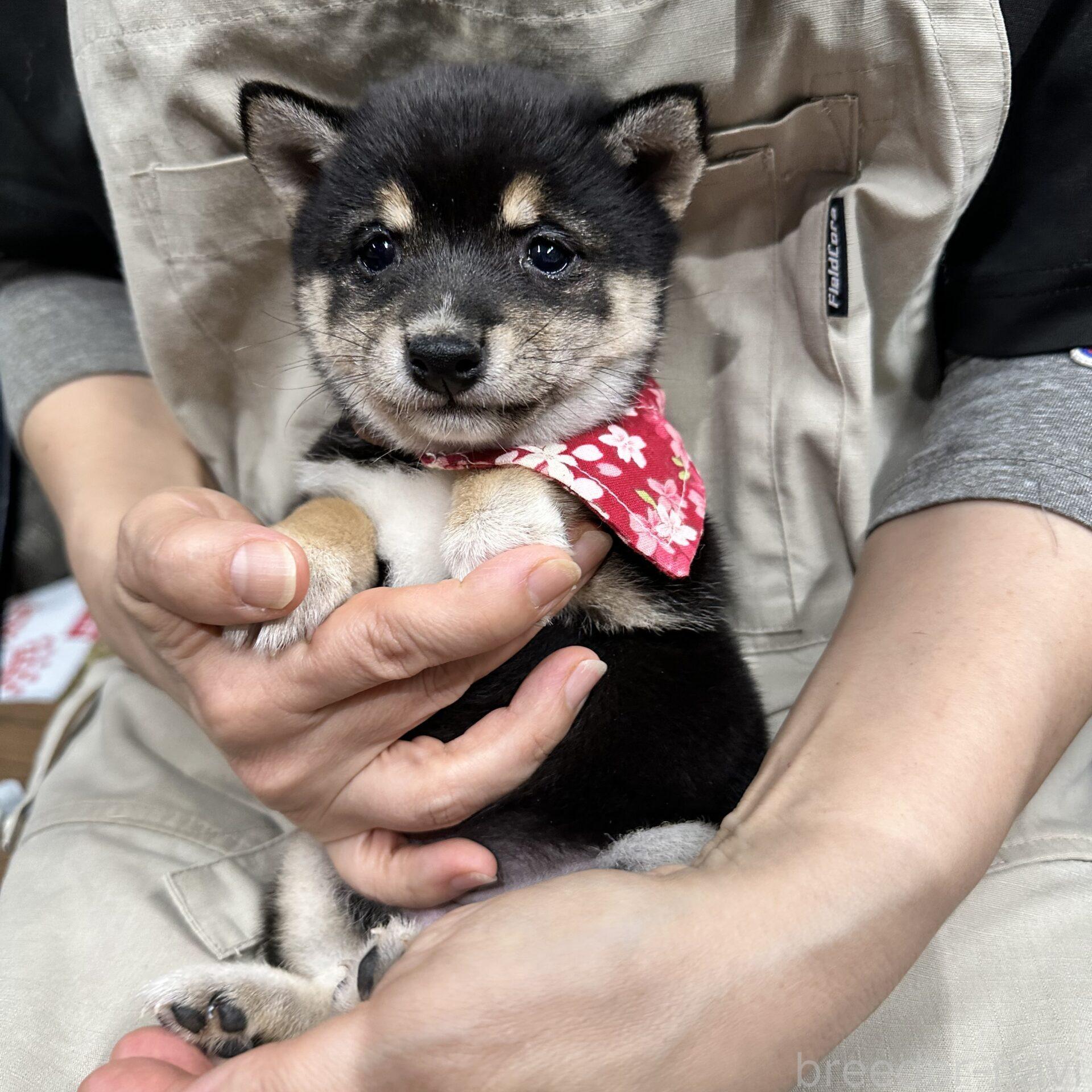 販売中の宮崎県の豆柴-388493