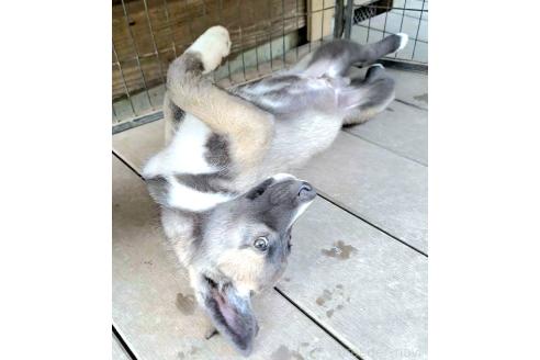 成約済の千葉県のミックス犬-381226の3枚目