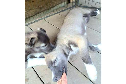 成約済の千葉県のミックス犬-381226の2枚目