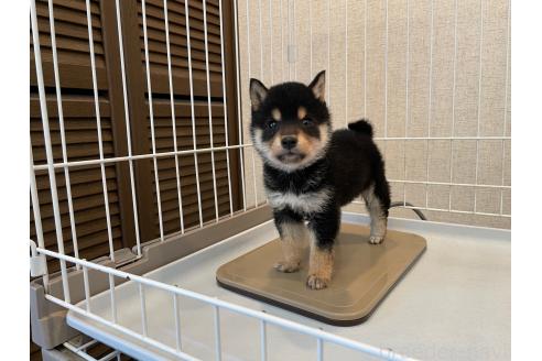 成約済の兵庫県の豆柴-388509の5枚目