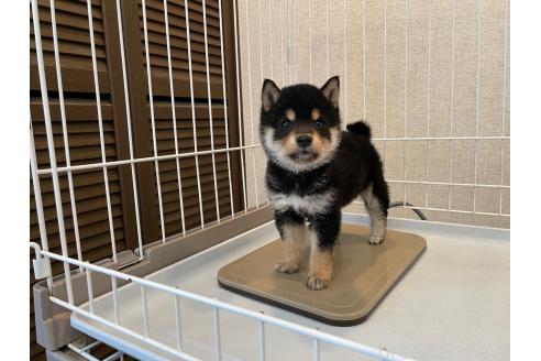 成約済の兵庫県の豆柴-388509の2枚目
