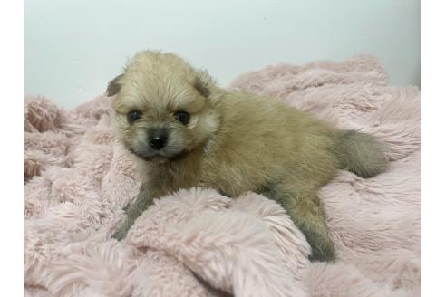 販売中の香川県のポメラニアン-388504の4枚目