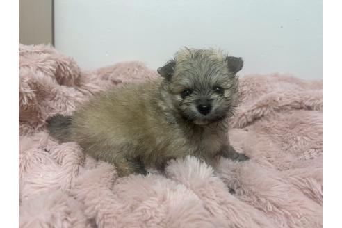 販売中の香川県のポメラニアン-388505の4枚目