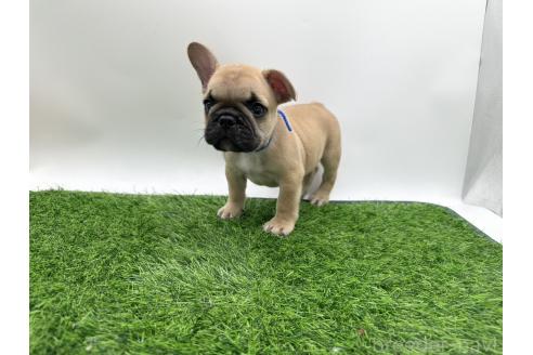 成約済の愛知県のフレンチブルドッグ-385857の1枚目