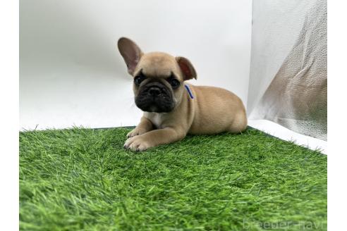 成約済の愛知県のフレンチブルドッグ-385857の5枚目