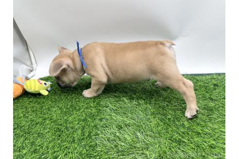 成約済の愛知県のフレンチブルドッグ-385857の4枚目