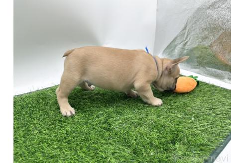 成約済の愛知県のフレンチブルドッグ-385857の3枚目